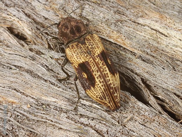 Nascio vetusta, PL3809, female, on Eucalyptus obliqua bark, SL, 16.5 × 6.1 mm